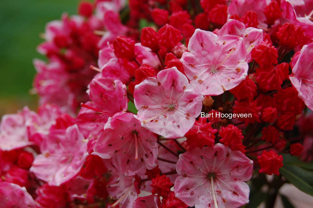 Kalmia latifolia 'Ostbo Red'