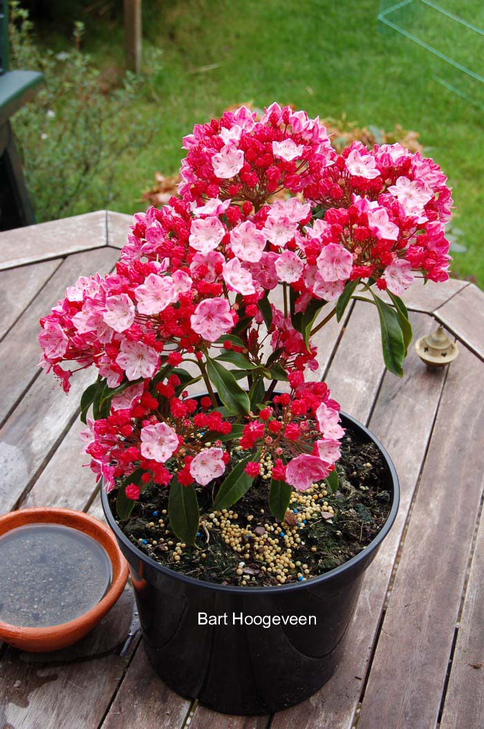 Kalmia latifolia 'Ostbo Red'