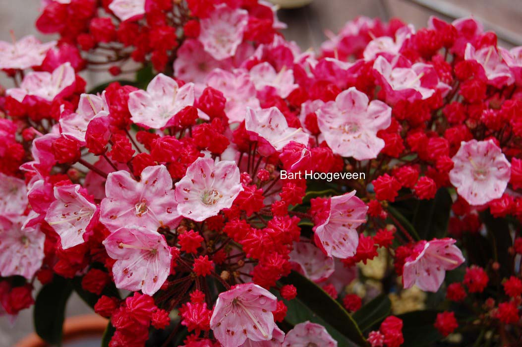 Kalmia latifolia 'Ostbo Red'