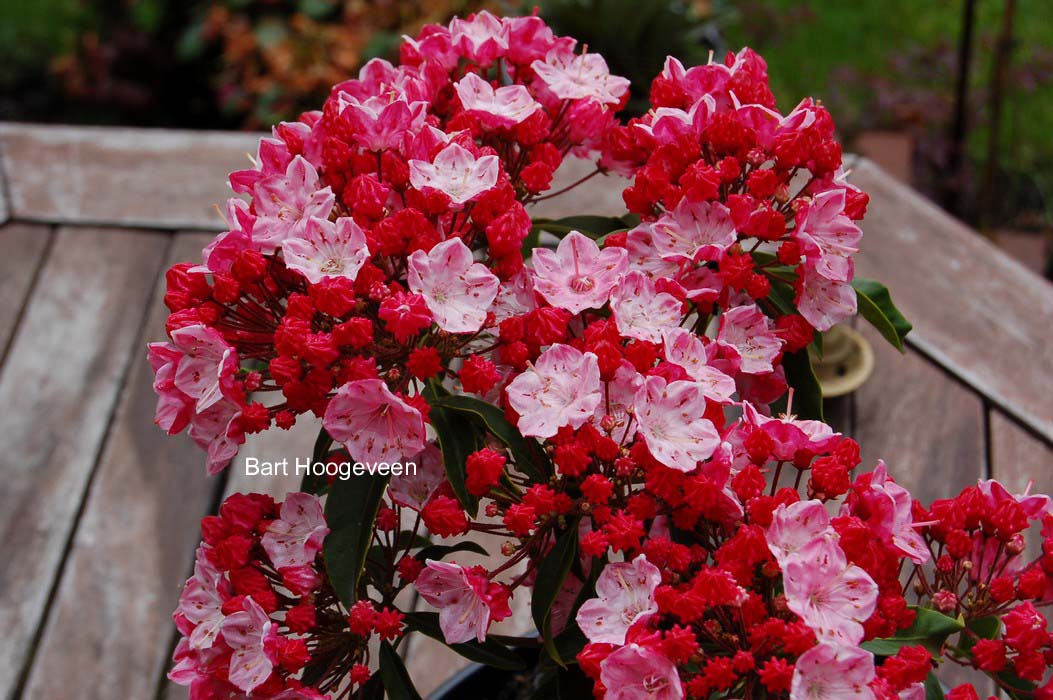 Kalmia latifolia 'Ostbo Red'