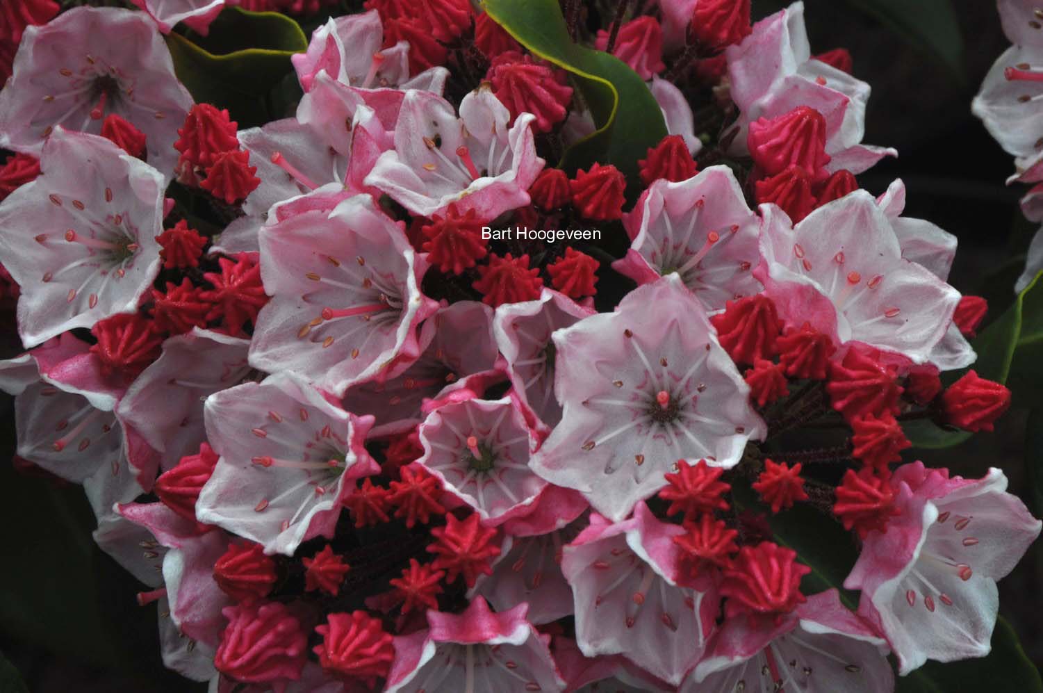 Kalmia latifolia 'Ostbo Red'