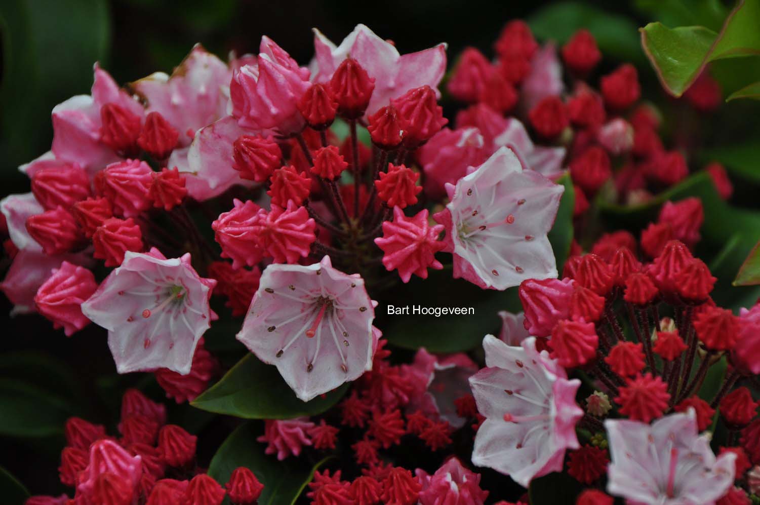 Kalmia latifolia 'Ostbo Red'