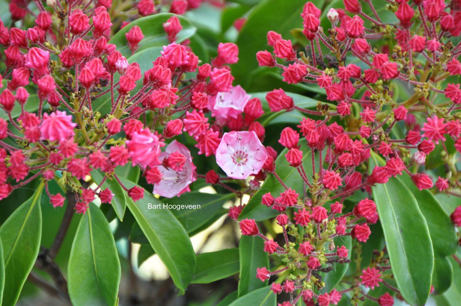 Kalmia latifolia 'Ostbo Red'