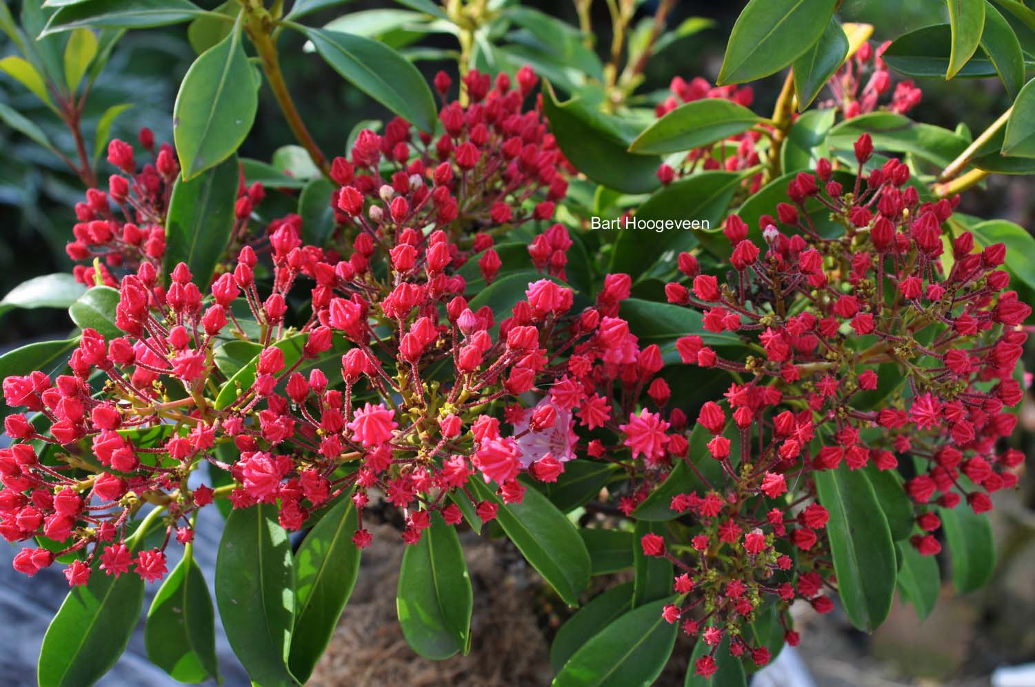 Kalmia latifolia 'Ostbo Red'