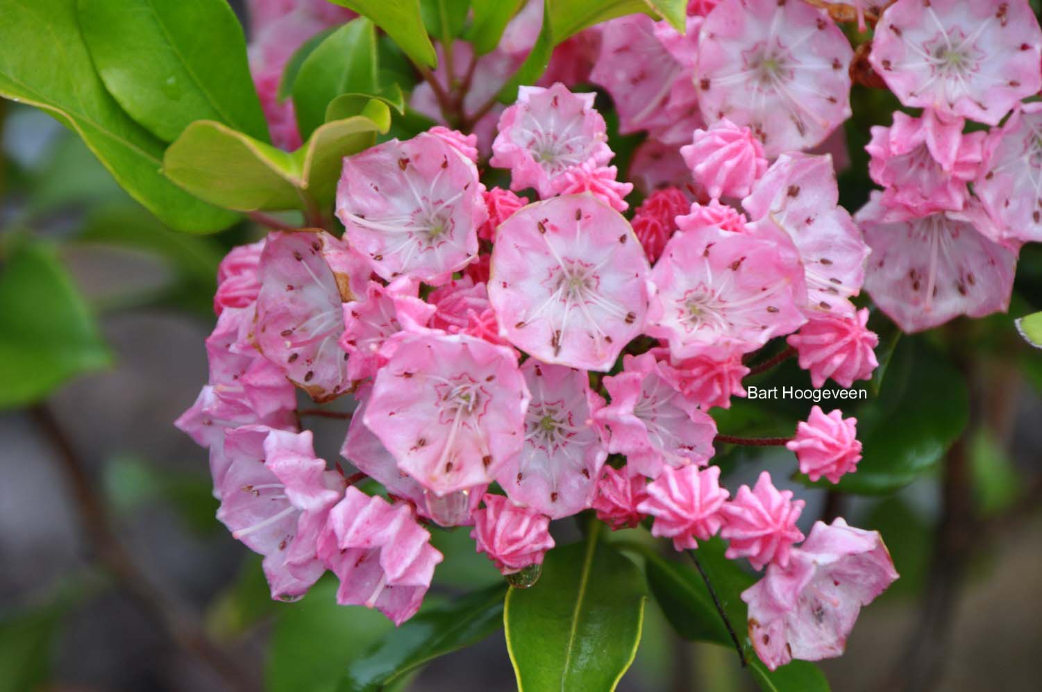 Kalmia latifolia 'Olympic Fire'