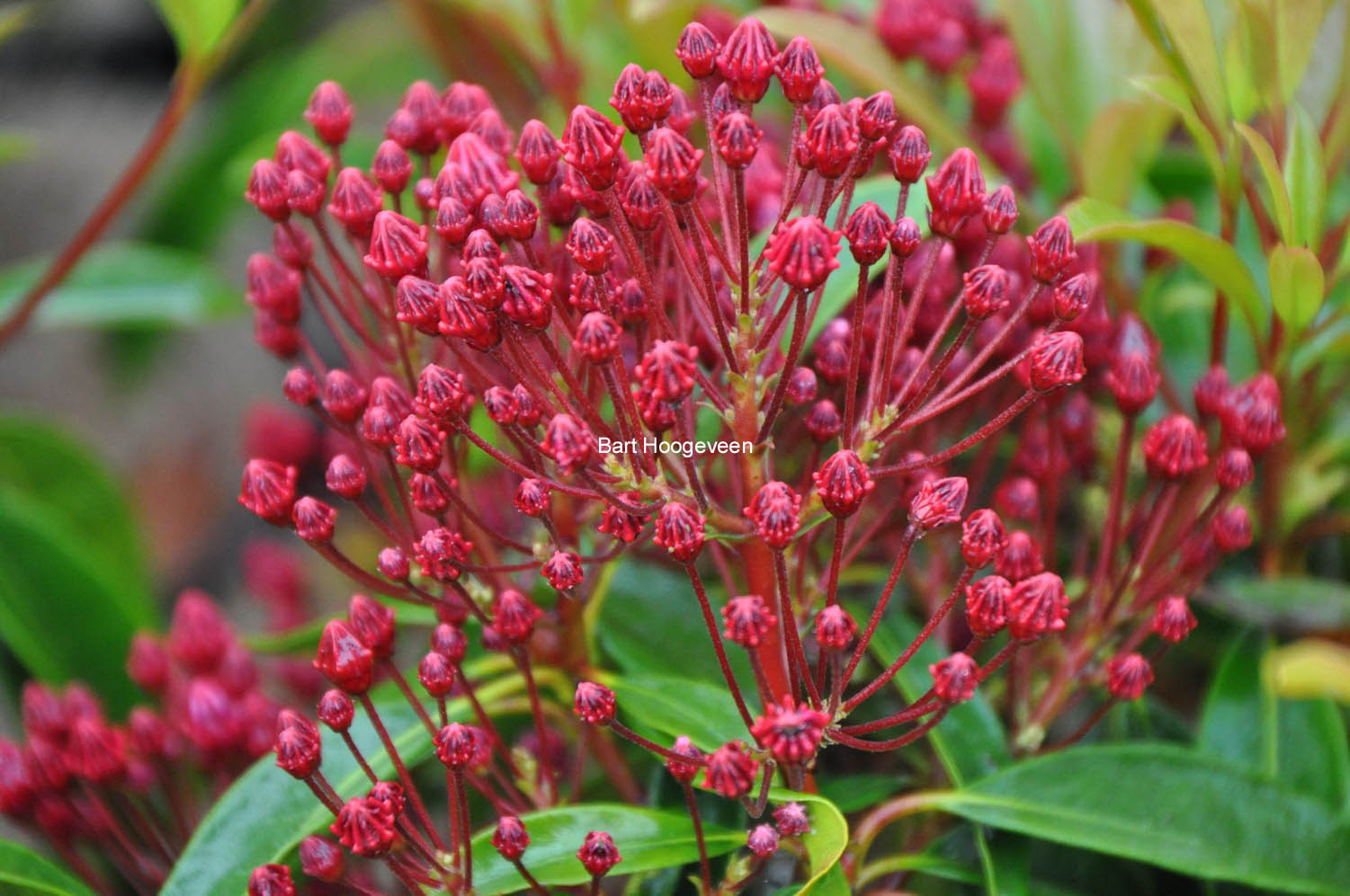 Kalmia latifolia 'Kaleidoscope'