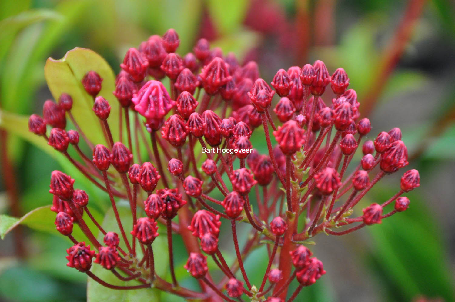 Kalmia latifolia 'Kaleidoscope'