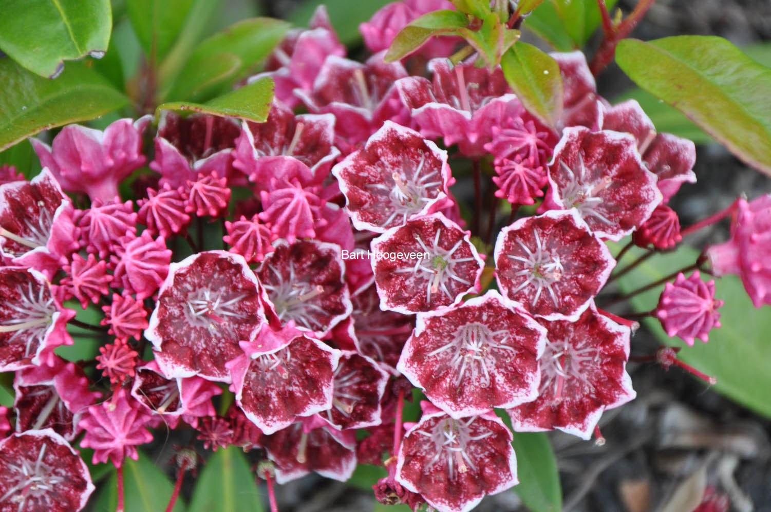 Kalmia latifolia 'Kaleidoscope'