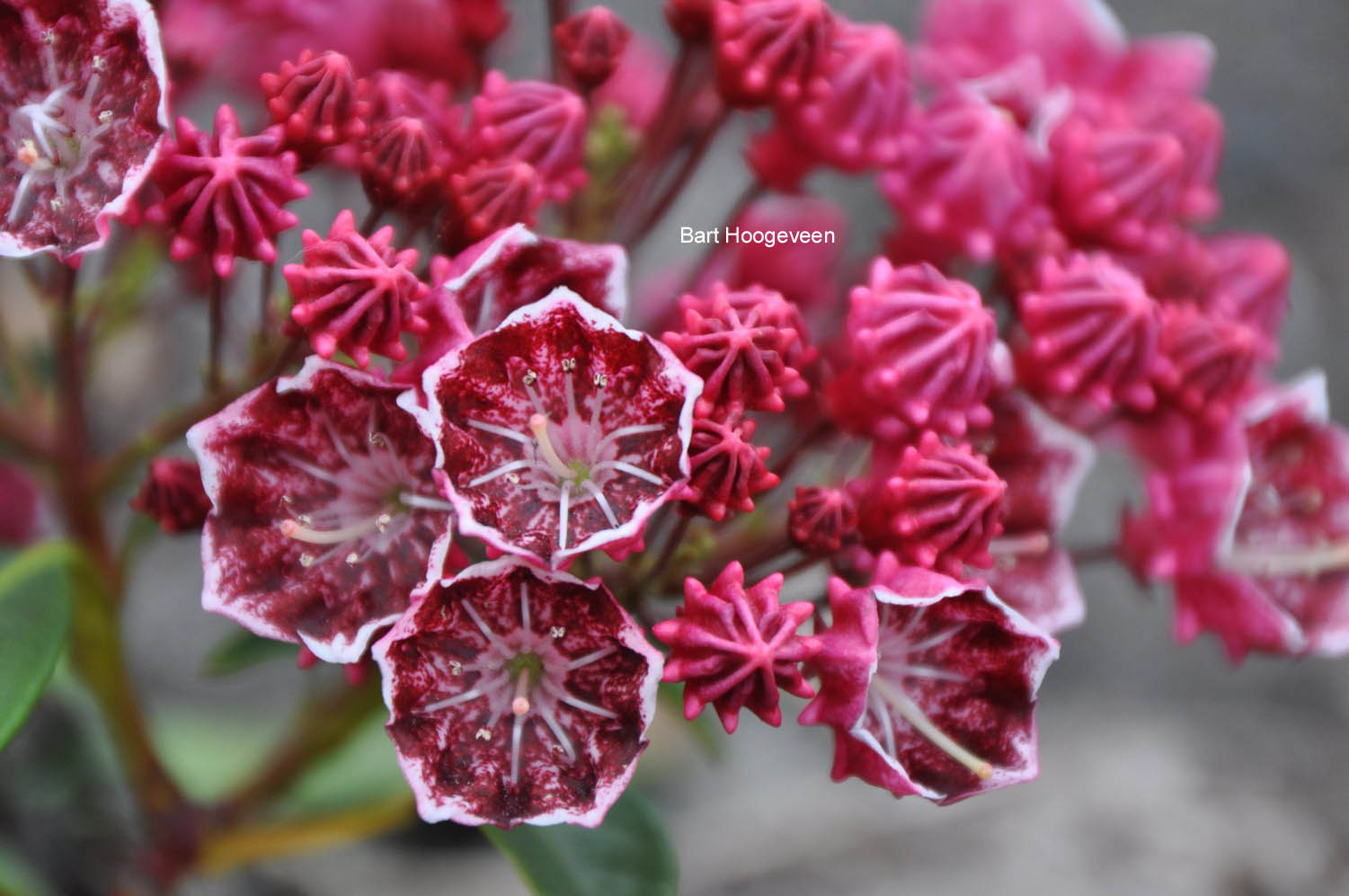 Kalmia latifolia 'Kaleidoscope'