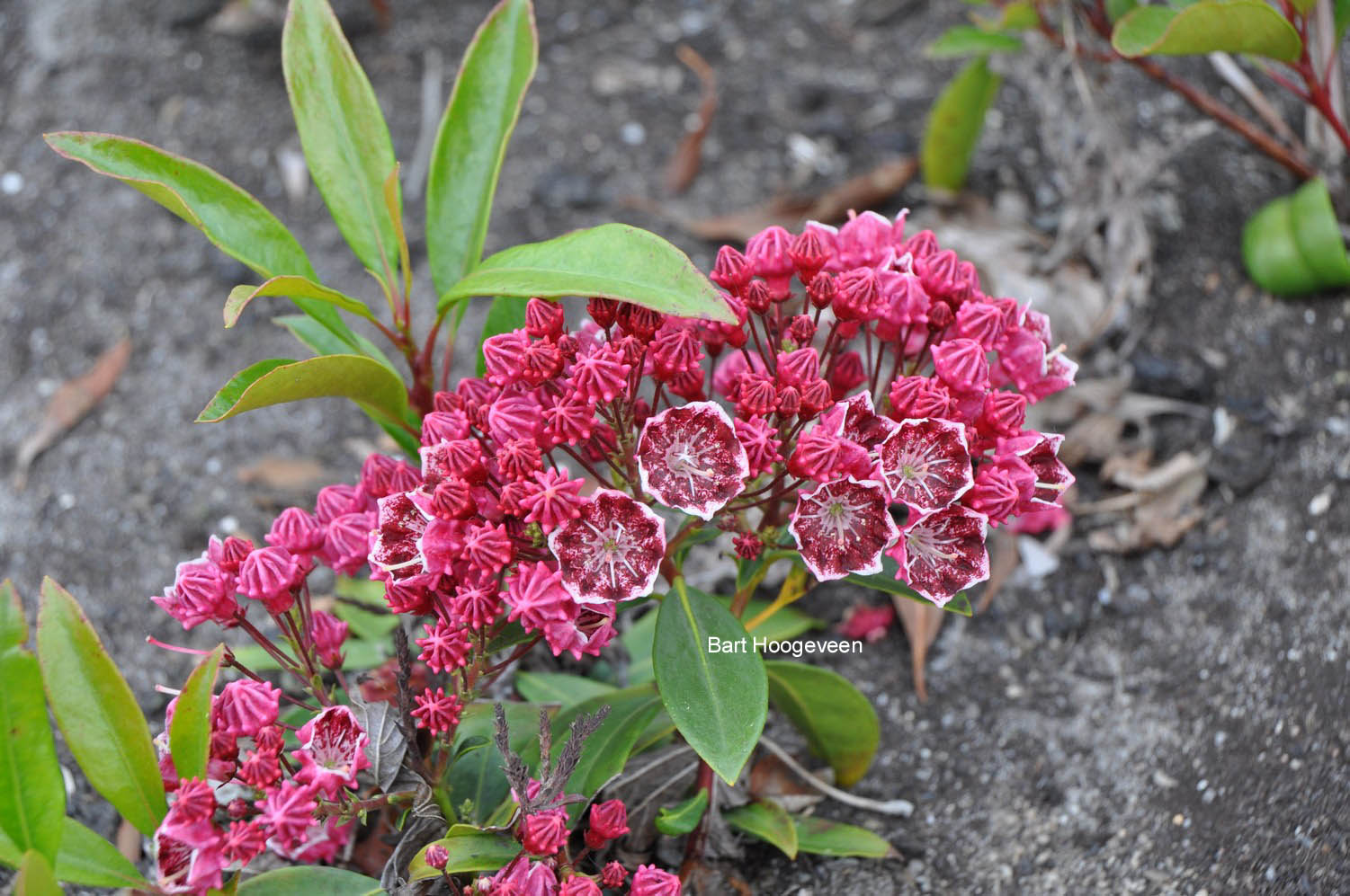 Kalmia latifolia 'Kaleidoscope'