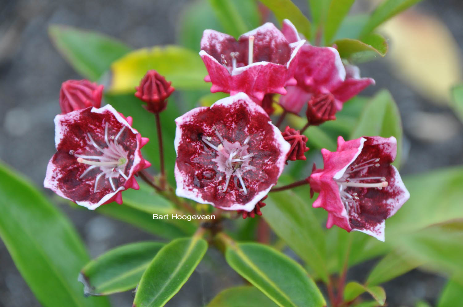 Kalmia latifolia 'Kaleidoscope'