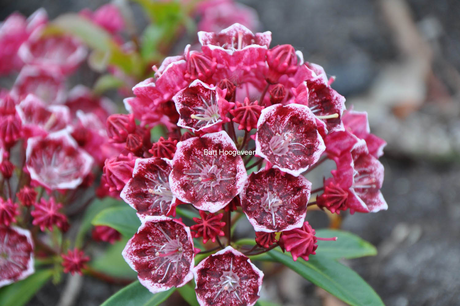 Kalmia latifolia 'Kaleidoscope'