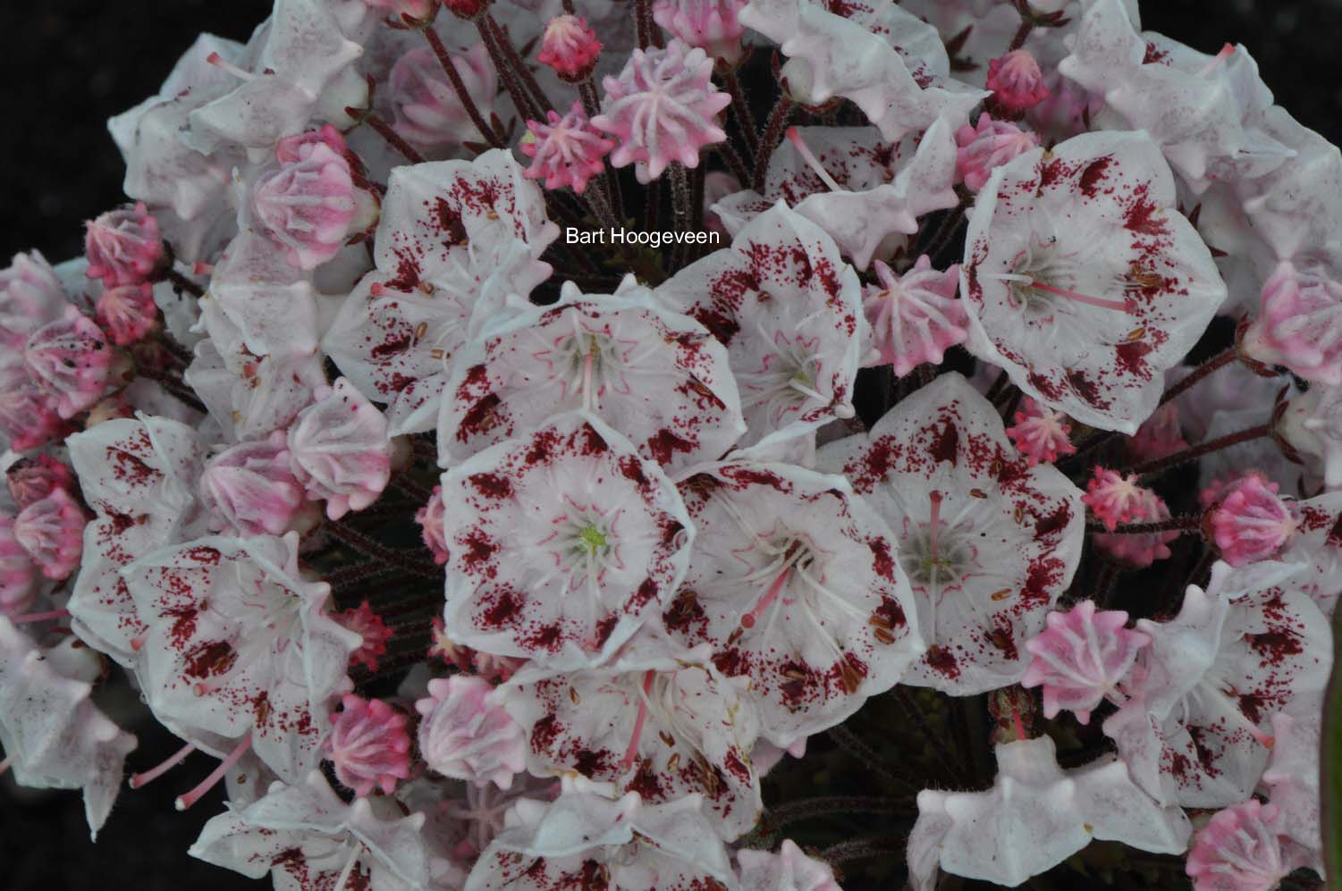 Kalmia latifolia 'Ginkona'