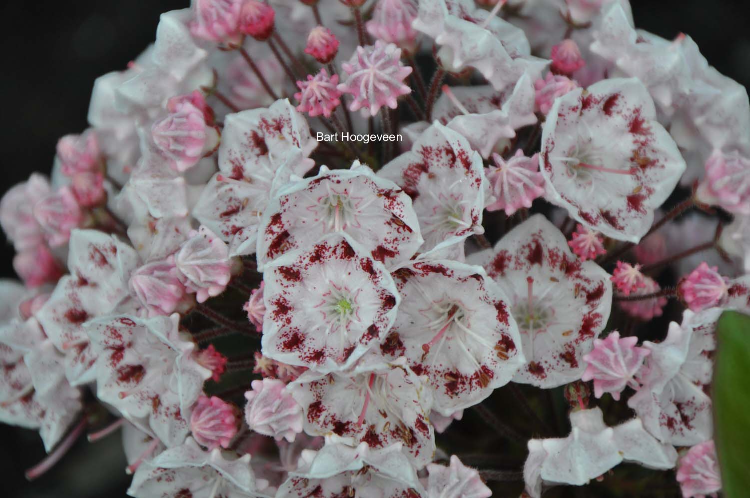Kalmia latifolia 'Ginkona'