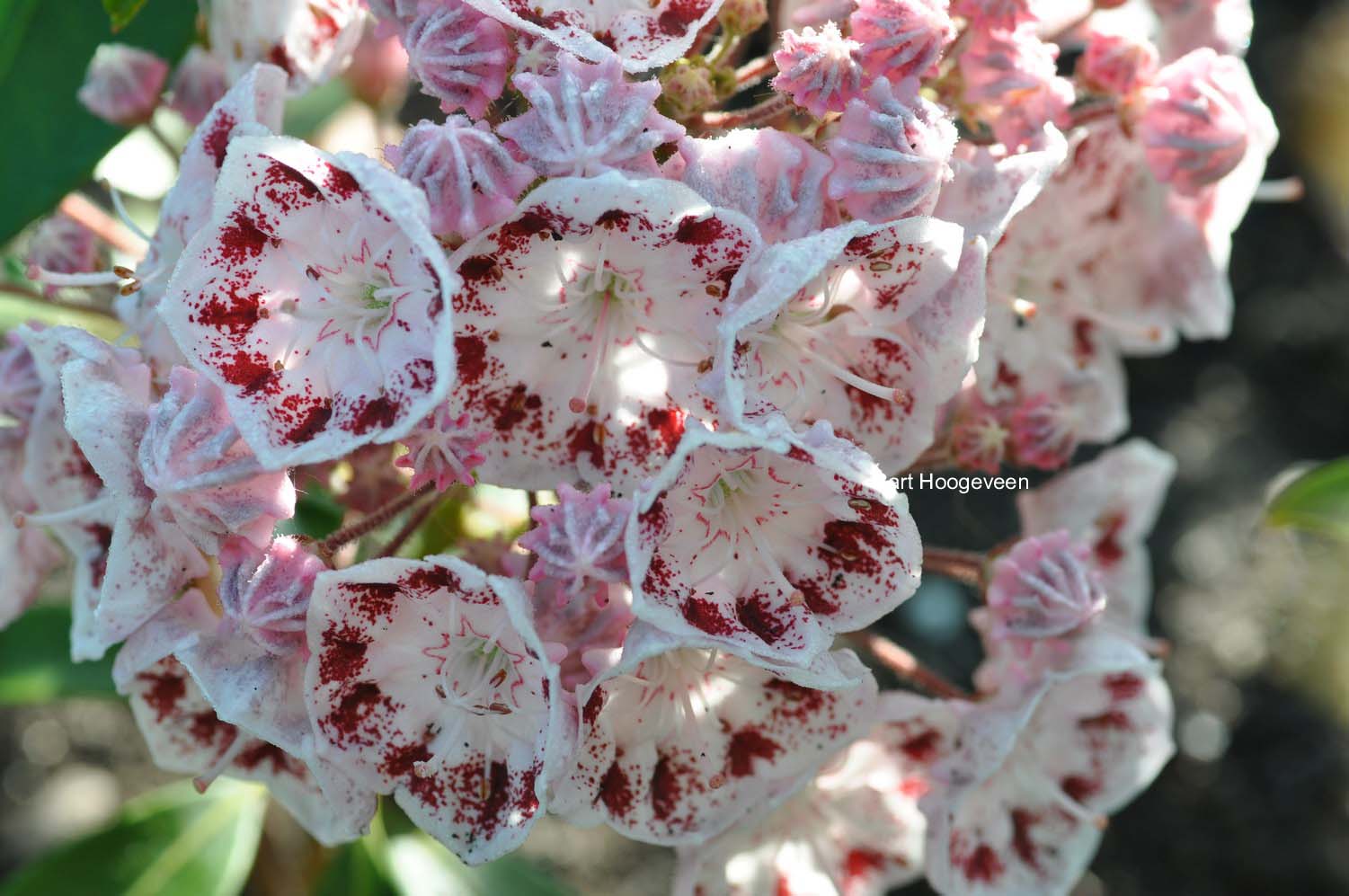 Kalmia latifolia 'Ginkona'