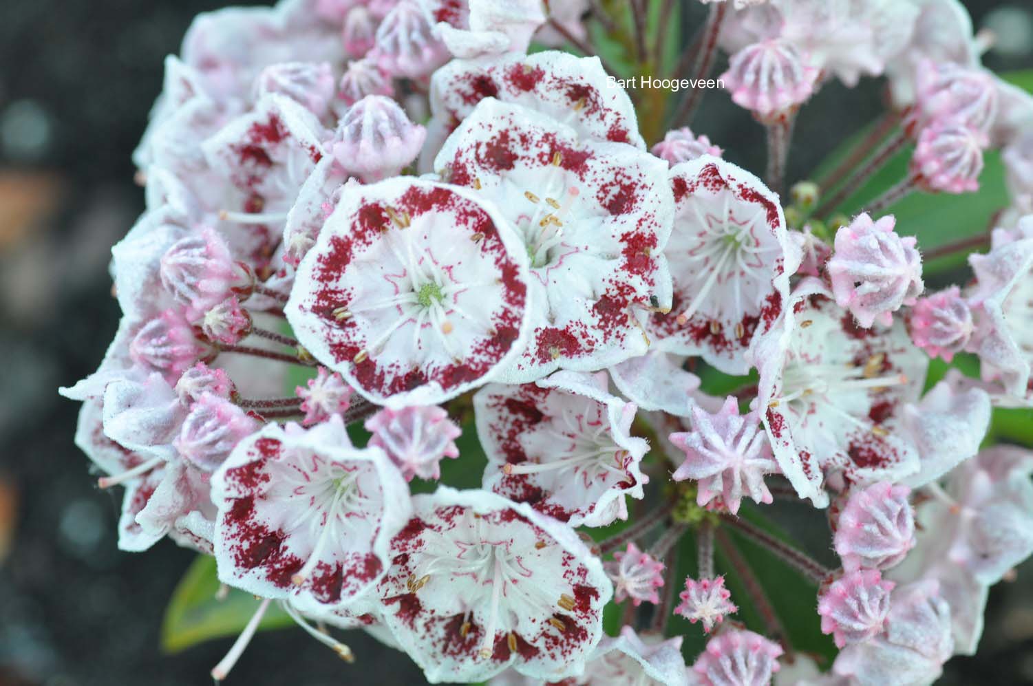 Kalmia latifolia 'Ginkona'
