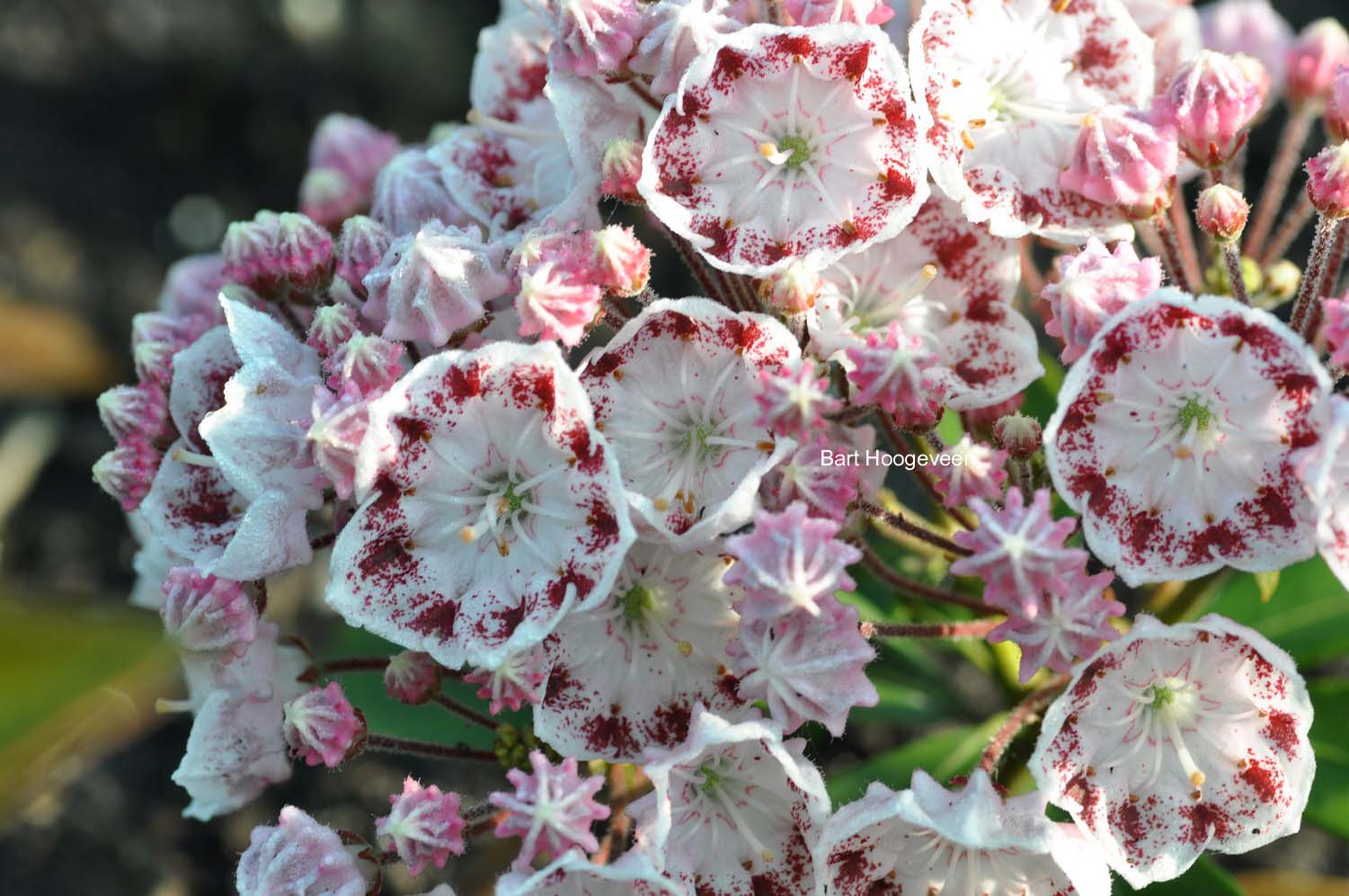 Kalmia latifolia 'Ginkona'