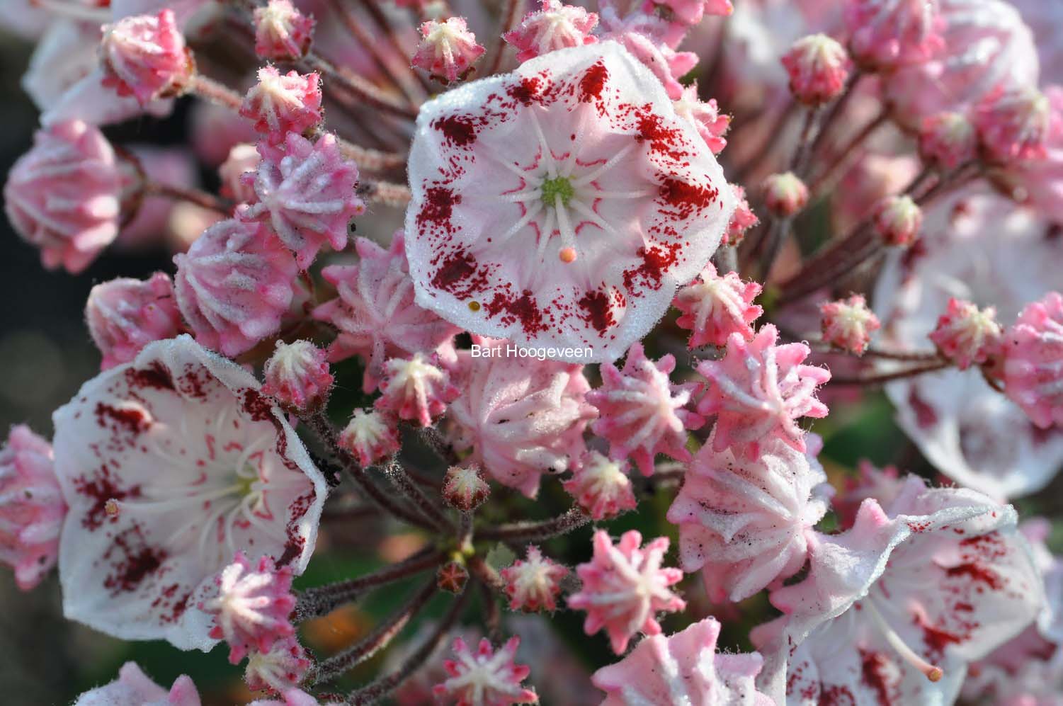Kalmia latifolia 'Ginkona'