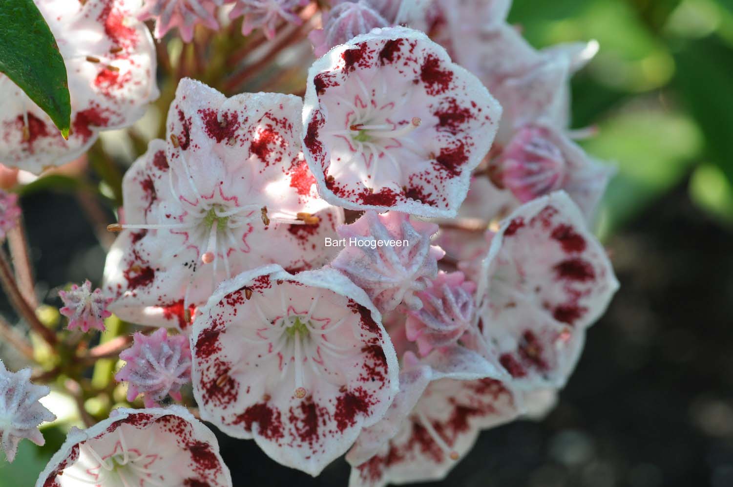 Kalmia latifolia 'Ginkona'