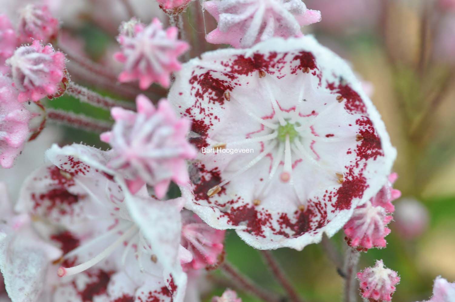 Kalmia latifolia 'Ginkona'