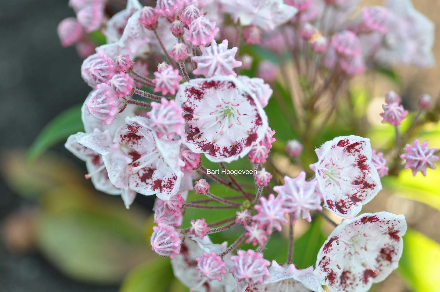 Kalmia latifolia 'Ginkona'