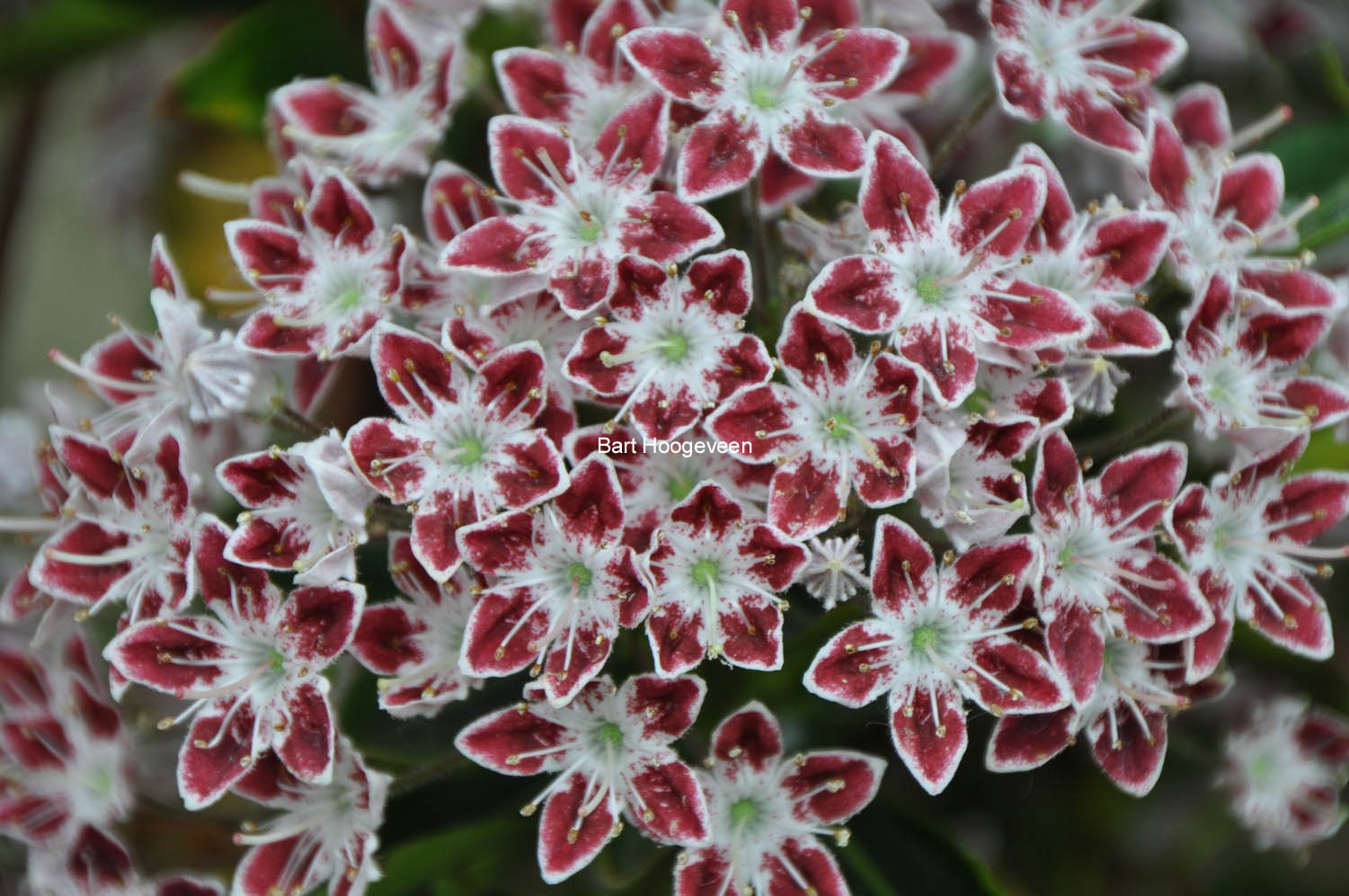 Kalmia latifolia 'Galaxy'
