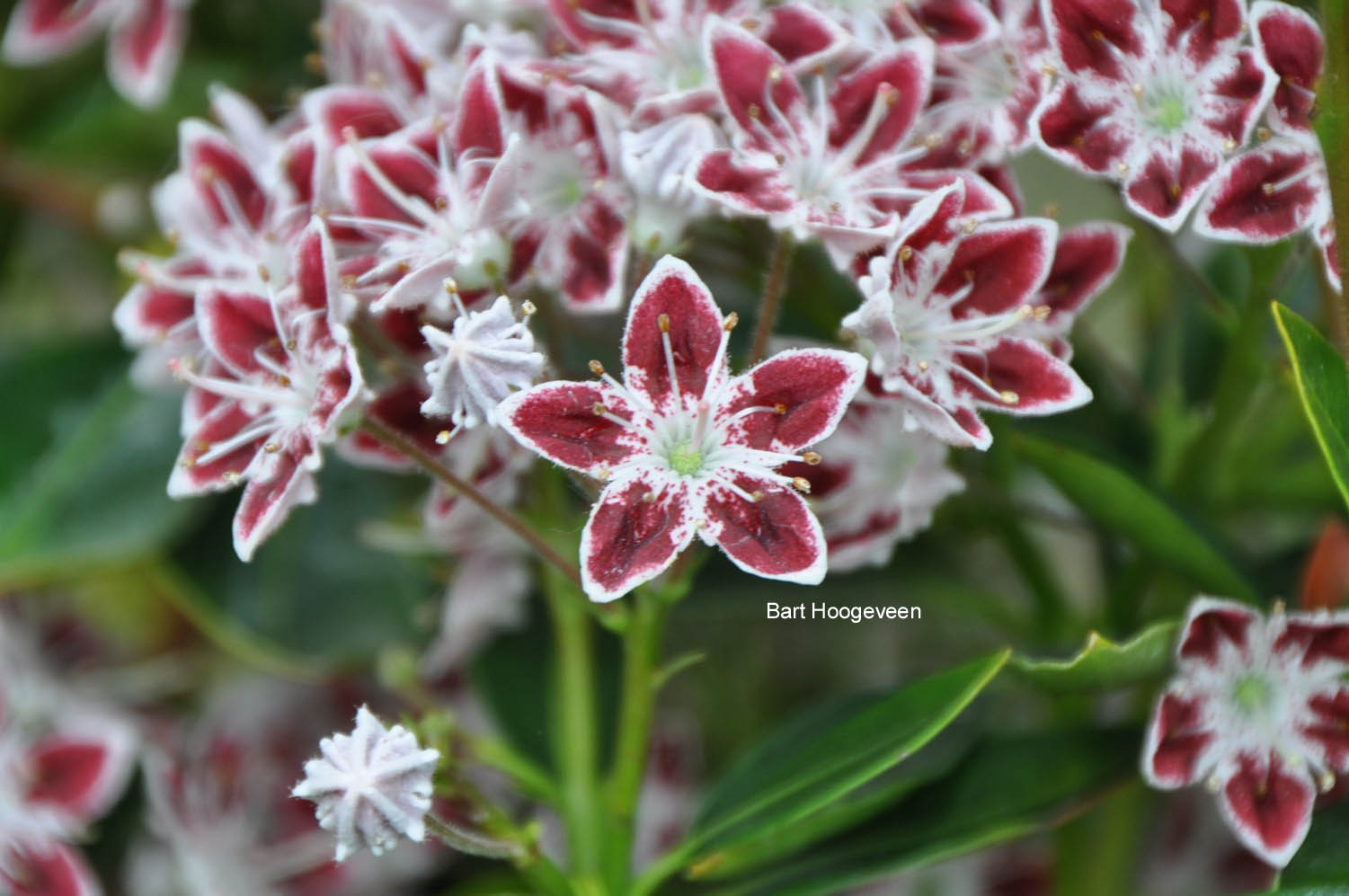 Kalmia latifolia 'Galaxy'