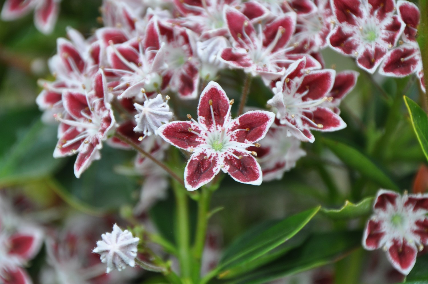 Kalmia latifolia 'Galaxy'