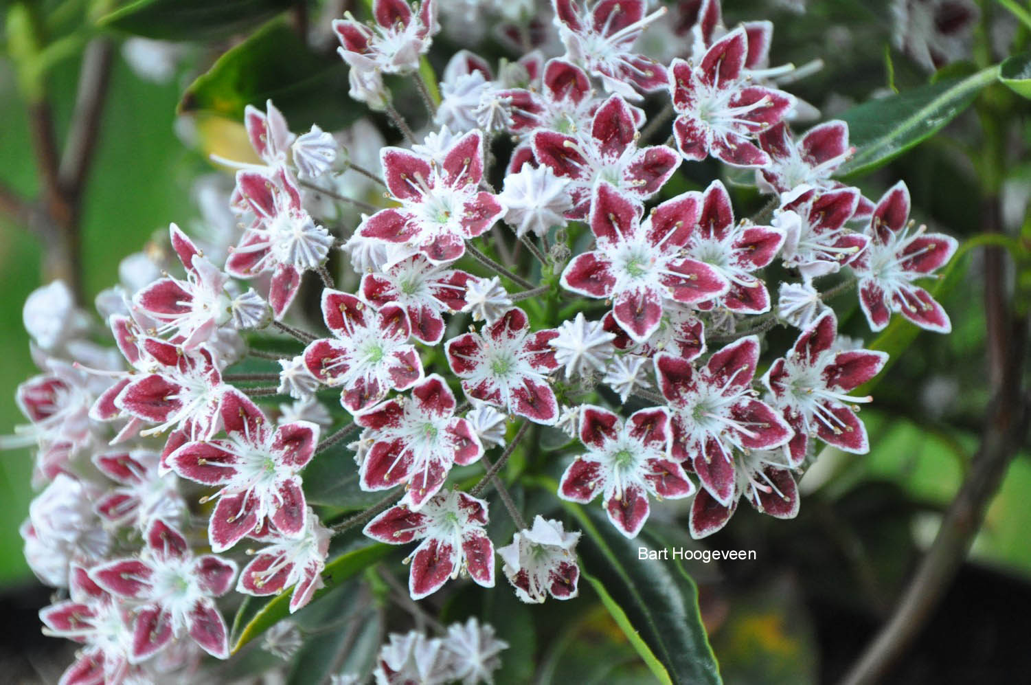 Kalmia latifolia 'Galaxy'