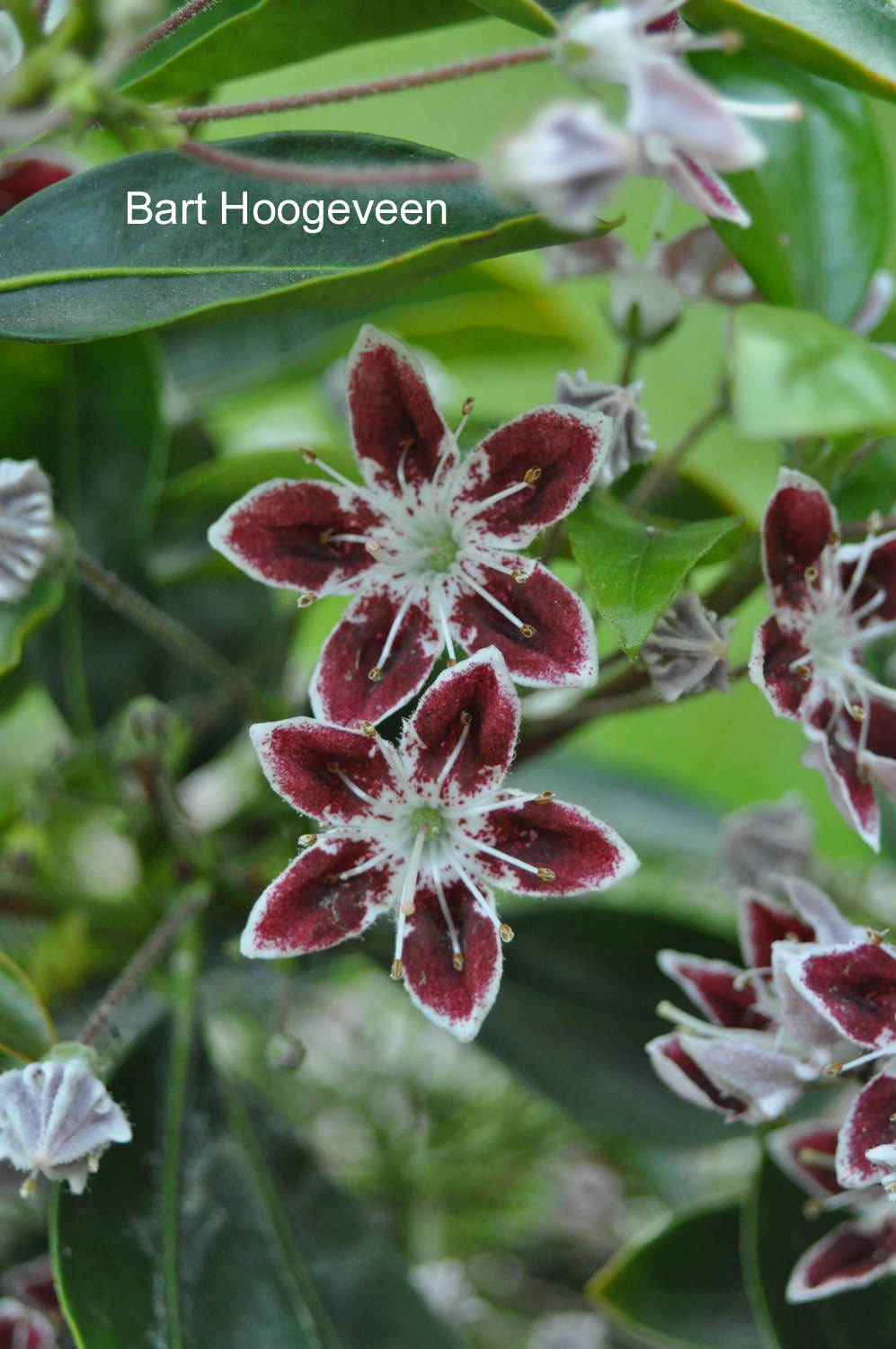 Kalmia latifolia 'Galaxy'