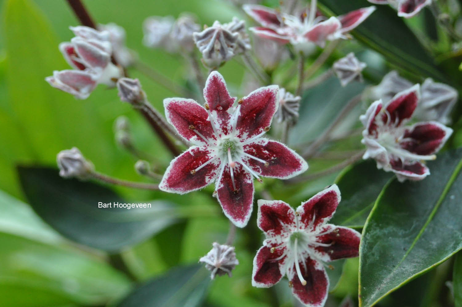 Kalmia latifolia 'Galaxy'