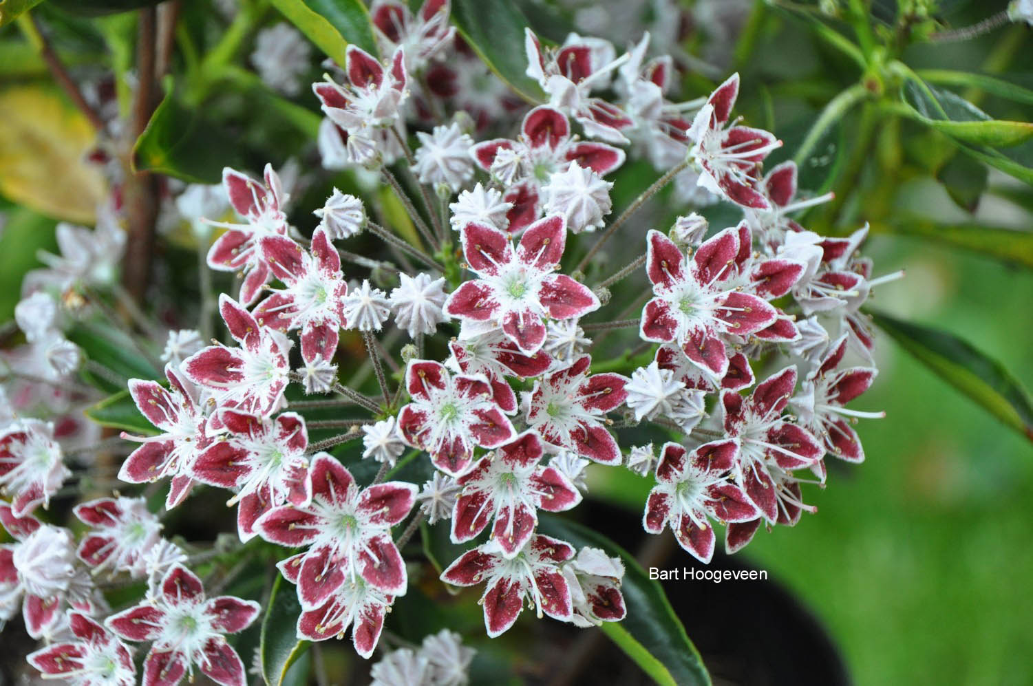 Kalmia latifolia 'Galaxy'