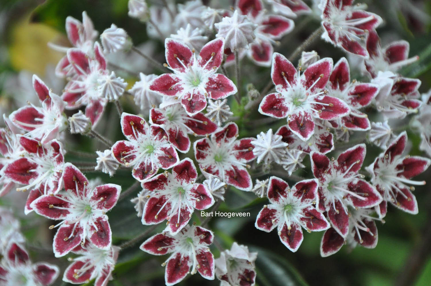 Kalmia latifolia 'Galaxy'