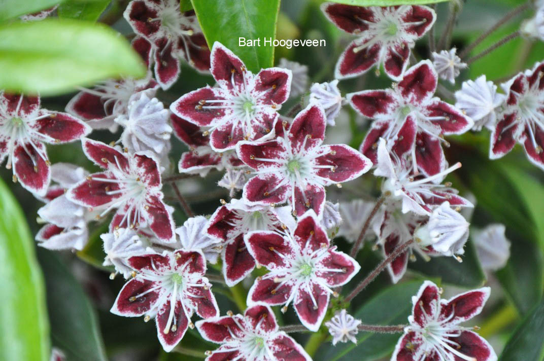 Kalmia latifolia 'Galaxy'