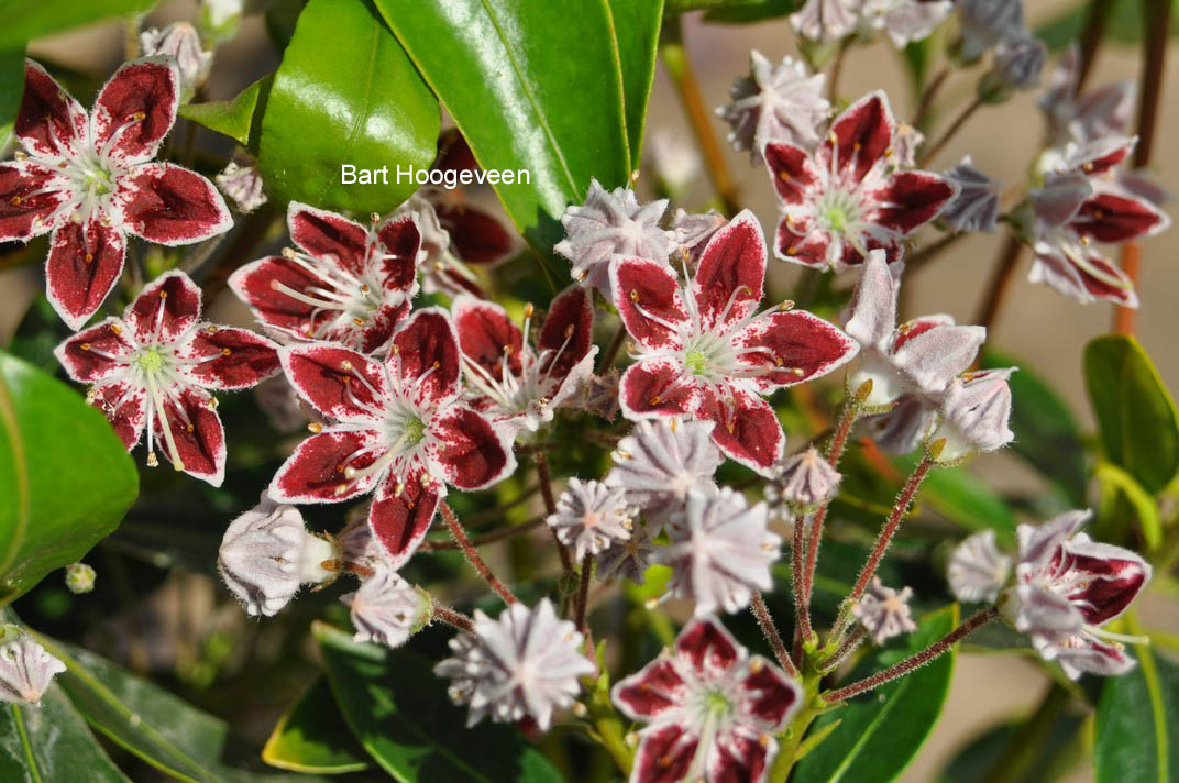 Kalmia latifolia 'Galaxy'