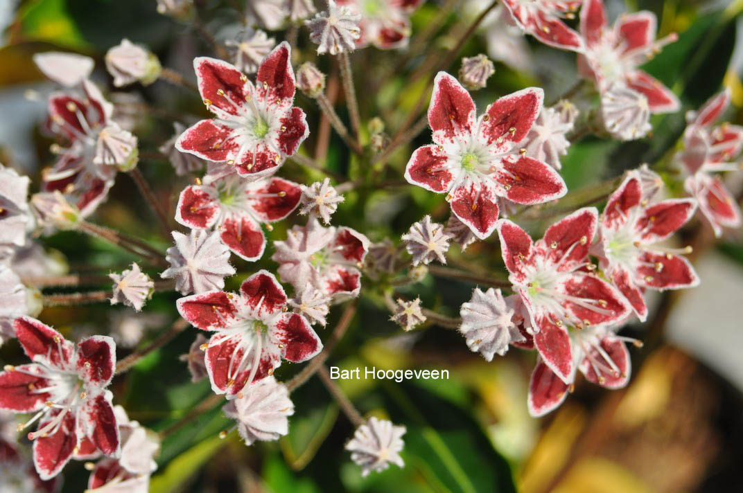 Kalmia latifolia 'Galaxy'