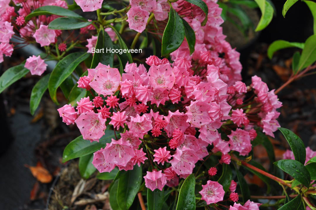 Kalmia latifolia 'Ewa'