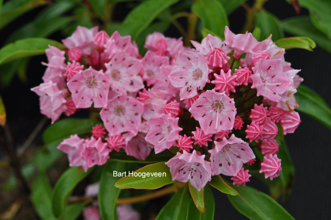 Kalmia latifolia 'Ewa'
