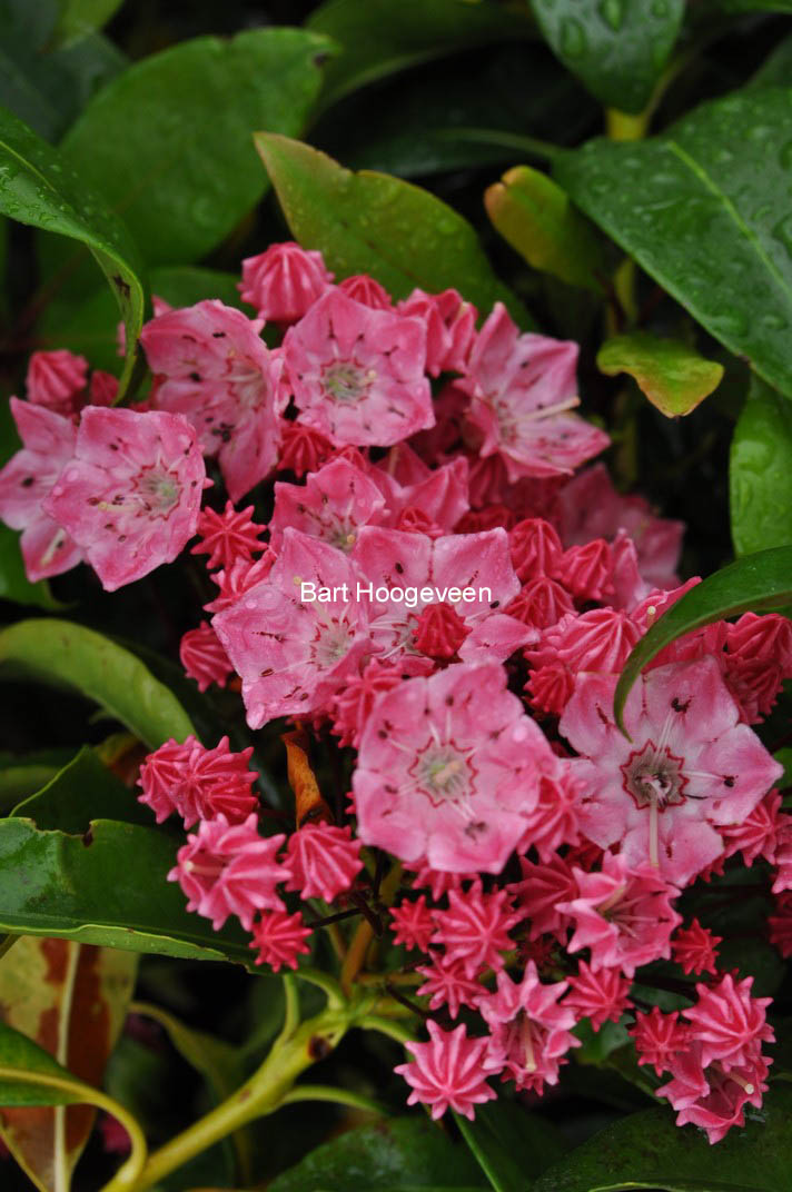 Kalmia latifolia 'Ewa'