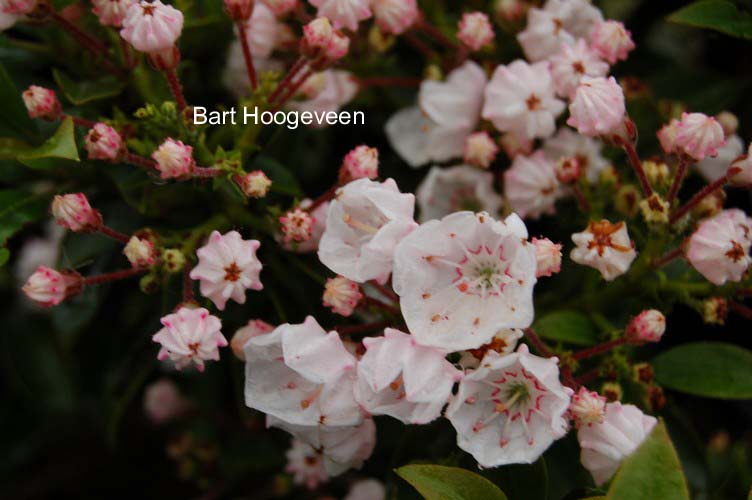 Kalmia latifolia 'Elf'