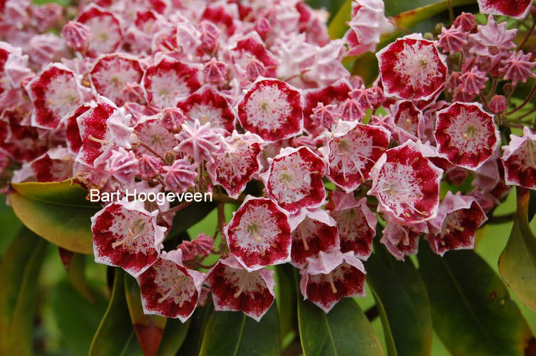Kalmia latifolia 'Bullseye'