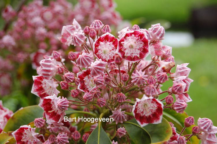 Kalmia latifolia 'Bullseye'