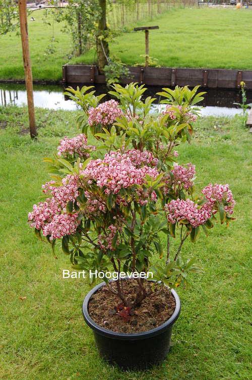 Kalmia latifolia 'Bullseye'