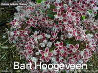 Kalmia latifolia 'Galaxy'