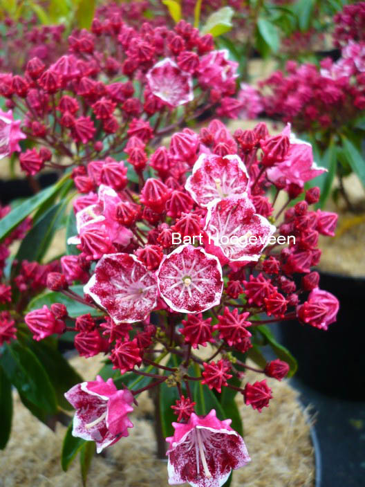 Kalmia latifolia 'Kaleidoscope'
