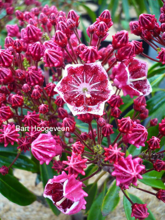 Kalmia latifolia 'Kaleidoscope'