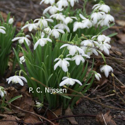 Plantentuin Esveld