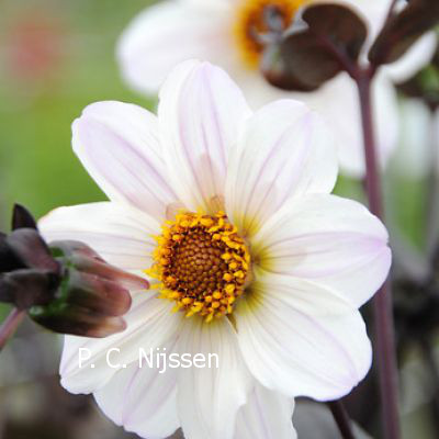 Dahlia 'Bishop of Dover'