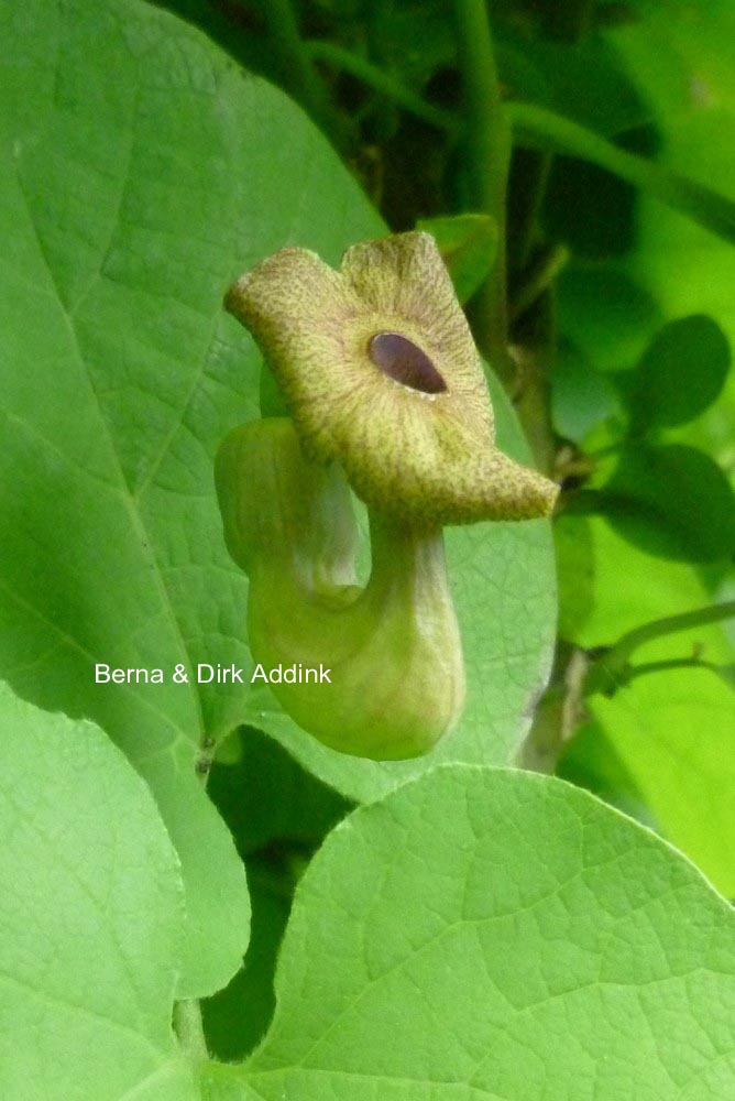 Aristolochia macrophylla