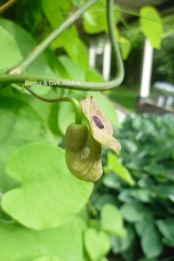 Aristolochia macrophylla